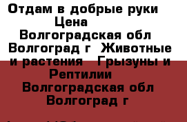 Отдам в добрые руки  › Цена ­ 100 - Волгоградская обл., Волгоград г. Животные и растения » Грызуны и Рептилии   . Волгоградская обл.,Волгоград г.